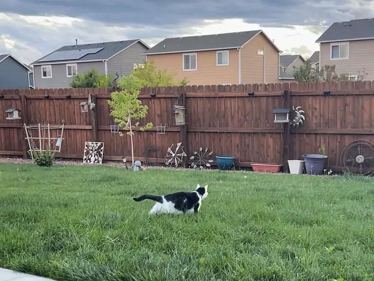 3764 Chia Dr — Photo 15