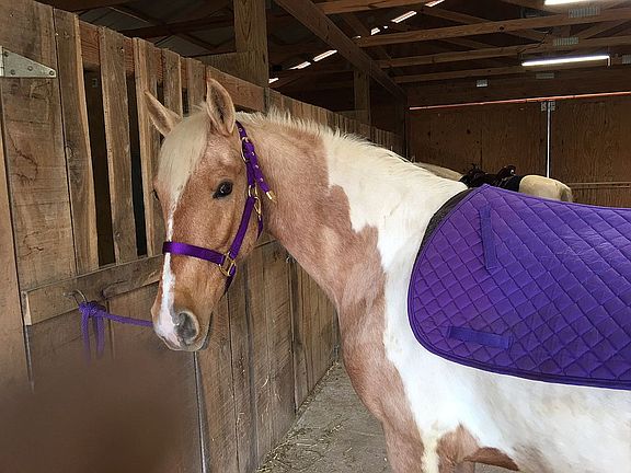 Horse Barn/Paddocks/Pastures