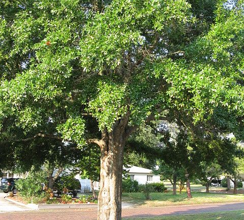 Beautiful Life Oak in front