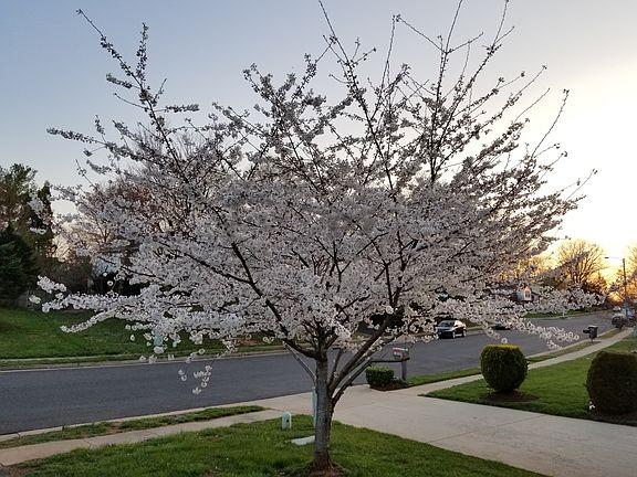 Cherry blossom tree in front yard (in Spring)