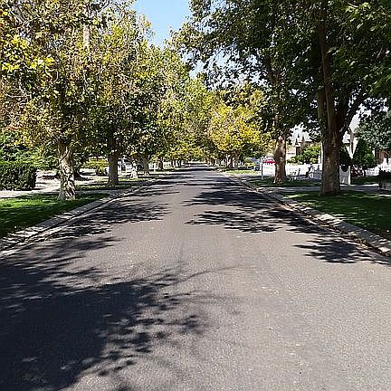 Large Trees on Sycamore Lane