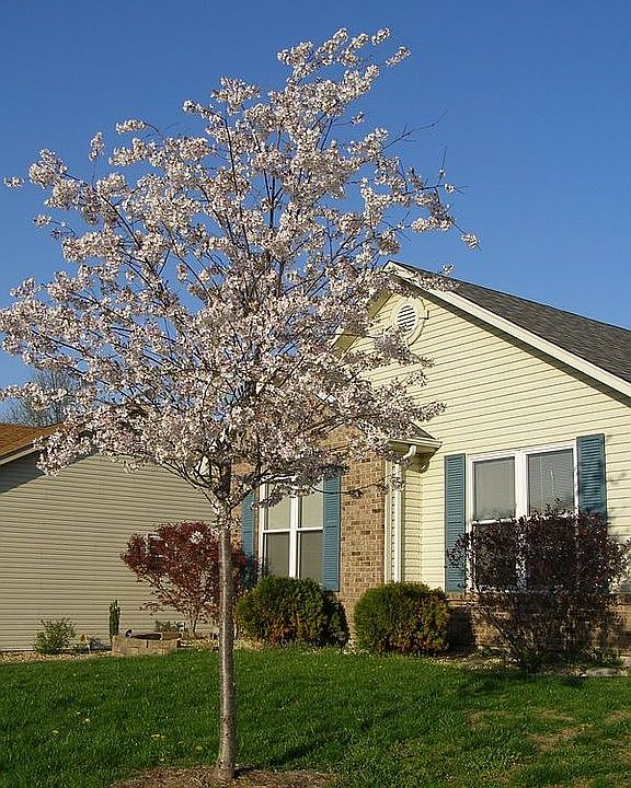 Front Yard Tree