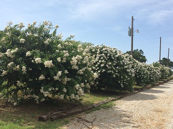 Crepe Myrtles line drive