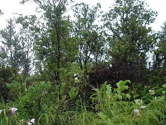 2nd image of Palainui Ave
