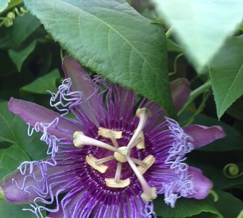 Purple passion flower blooming in back yard 