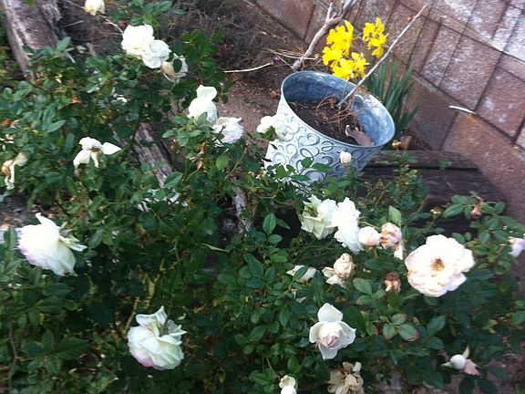 Beautiful flowers all around