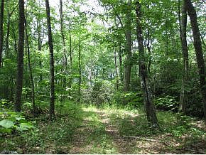 5th image of Tbd Callalantee Dr