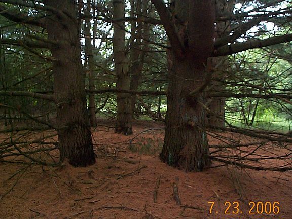 Large trees on Property