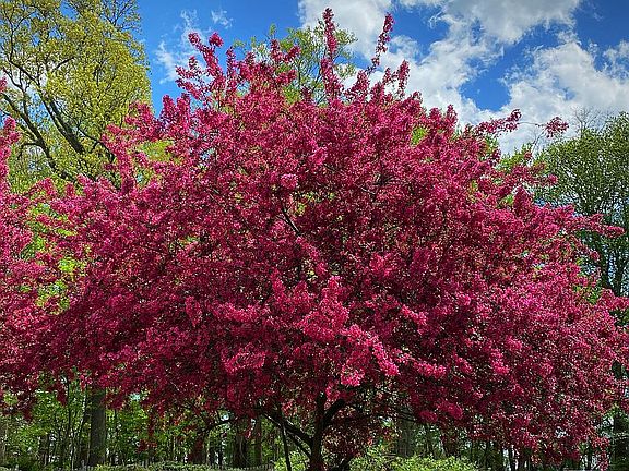 Spring bloom