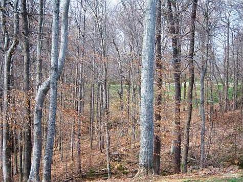 listings kangaroo 023