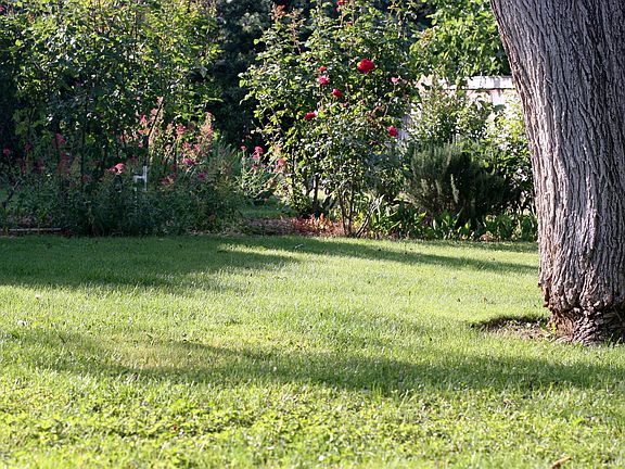 Lovely back yard