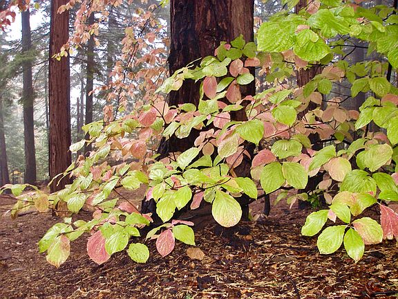 Fall Colors in Big Trees 