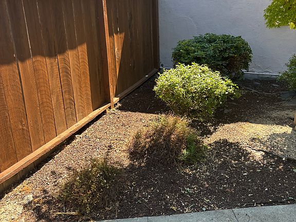 Backyard-1