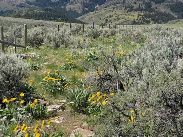 Mines Canyon Rd, Downey, ID 83234