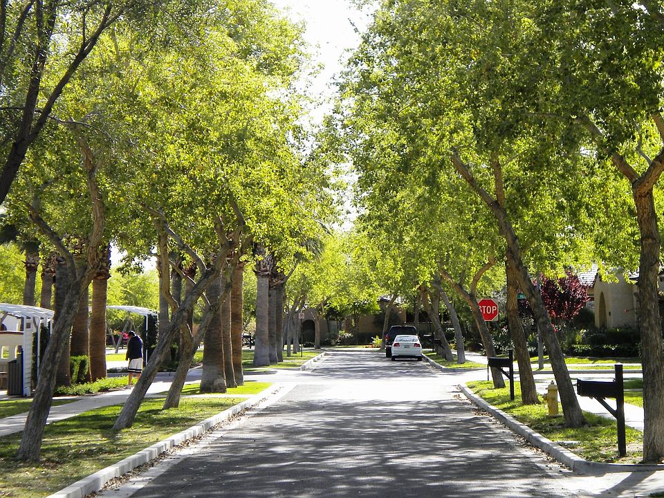 verrado trees_02022023
