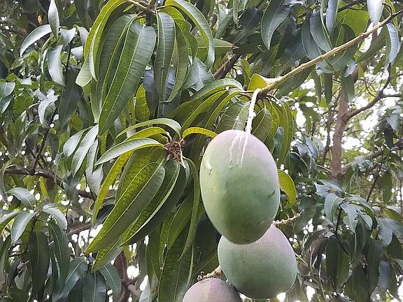 Mango Trees on both sides.