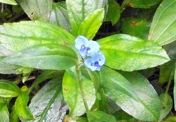 Wildflowers on lot 532.