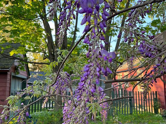 Wisteria off back deck.