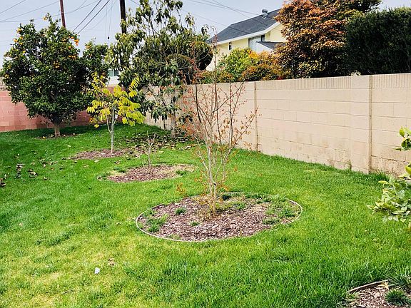 Backyard with fruit trees