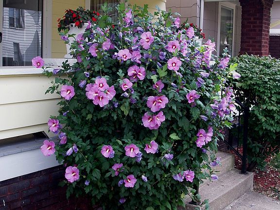 Front porch, Rose of Sharon in bloom
