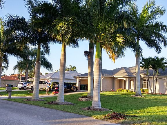 6 Royals, 2 coconut palms