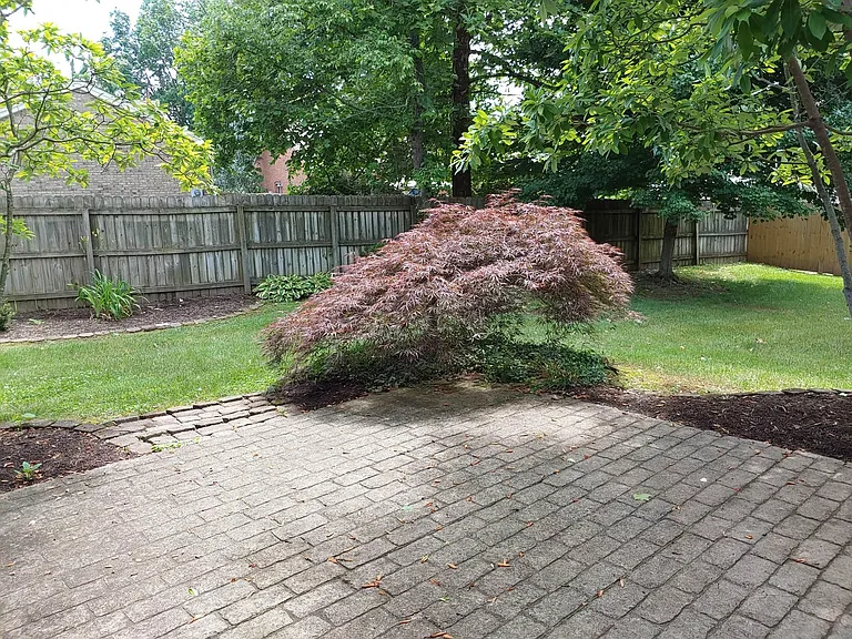 Backyard View