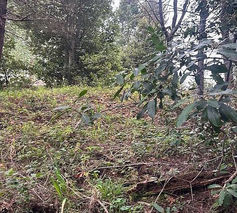 2nd image of 233 Nob Hill Rd