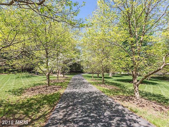 Magnolia Tree Lined Drive