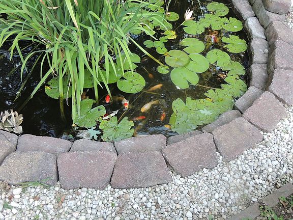 Side Yard Pond-2