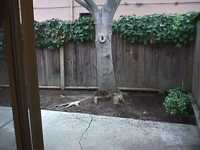 1 bed, 525 sqft, $2,695 — Photo 4