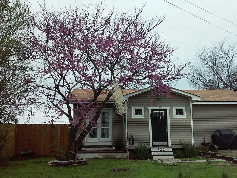 Red Oak in bloom