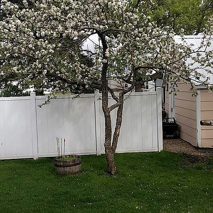 Apple tree in back yard