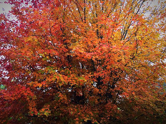 Beautiful Oak...our favorite