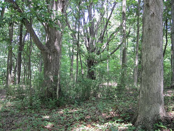 Huge trees