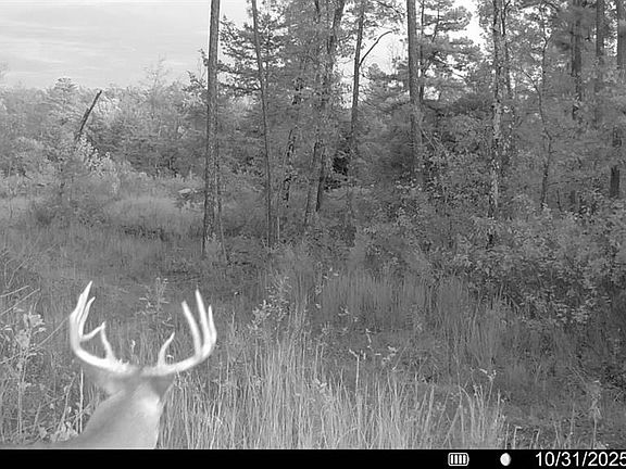 2nd image of 0 County Road 349