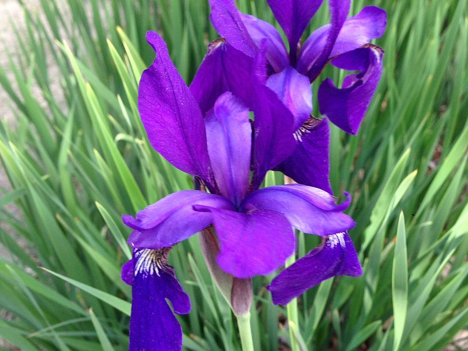 Flowers around the yard