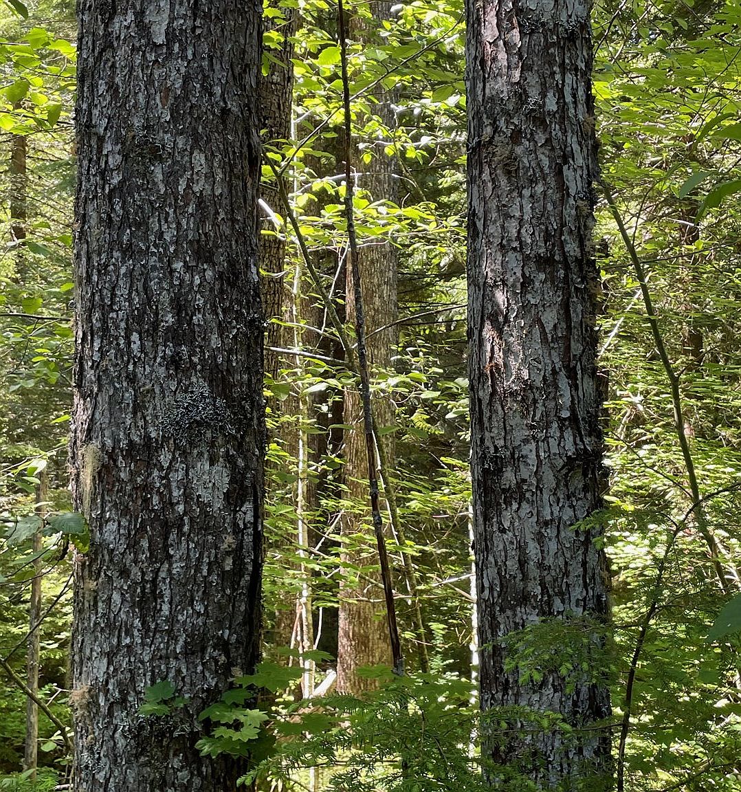 SW Forest Rd 4610, Estacada, OR 97023 MLS 23082035 Zillow