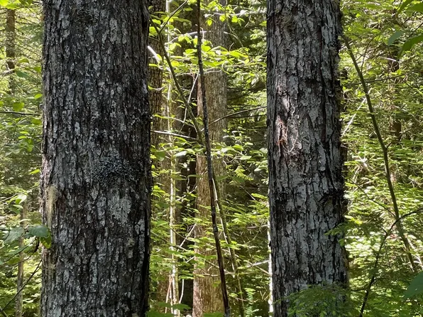 SW Forest Rd #4610, Estacada, OR 97023