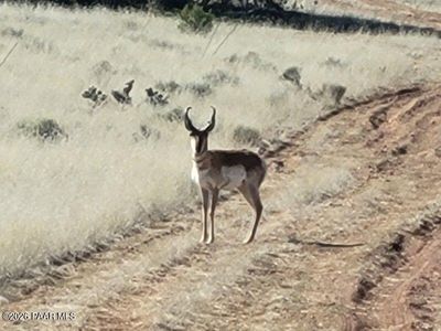 LOT 293 N Flaming Star Dr, Seligman, AZ, 86337