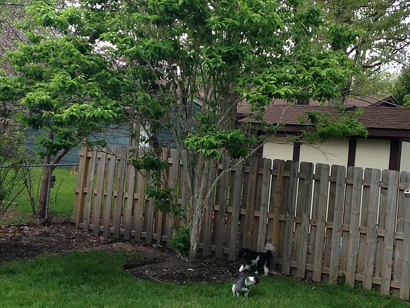 Seven Son Flower Tree