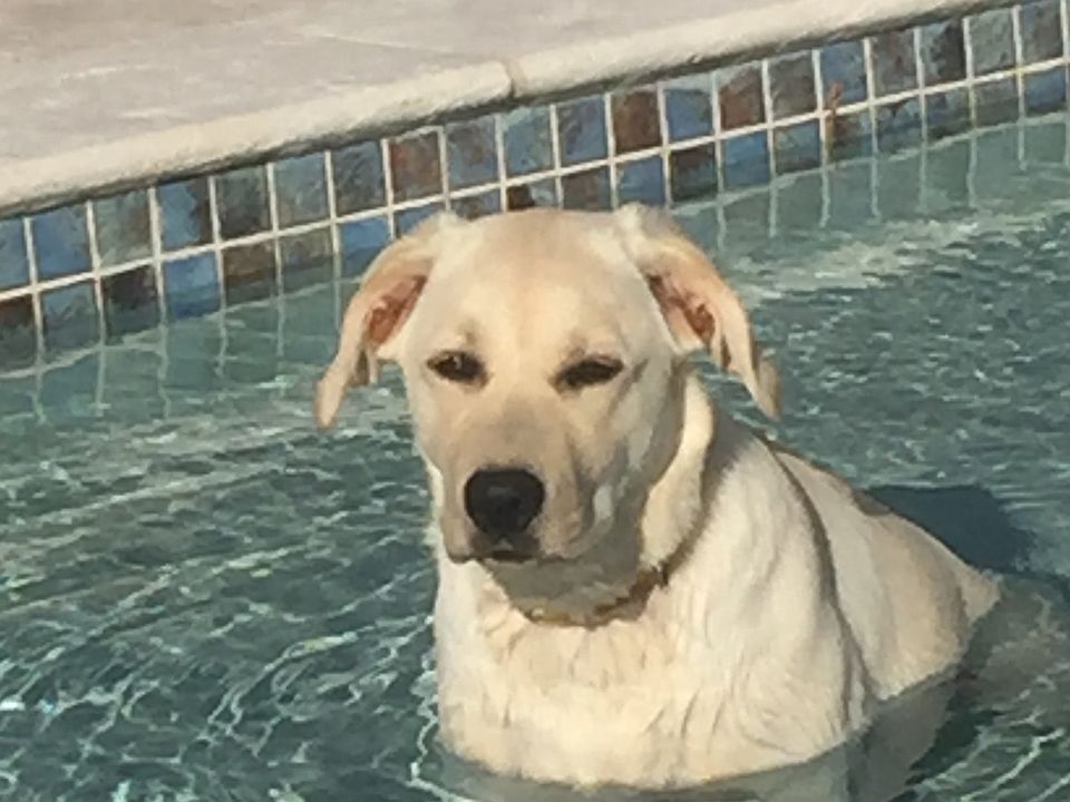 Labs love water 