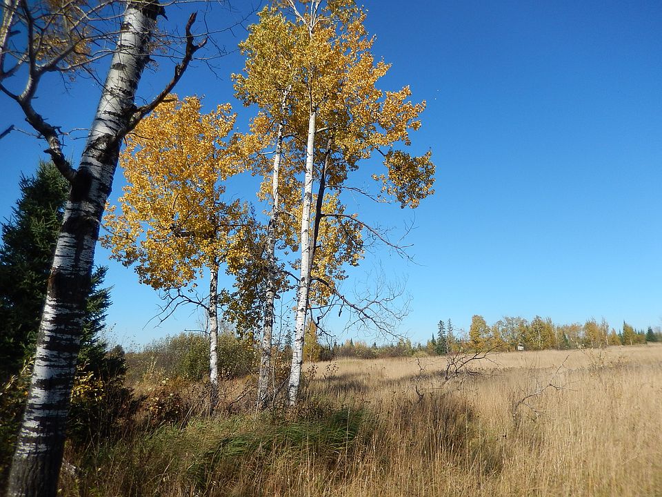 39 acres prime hunting land