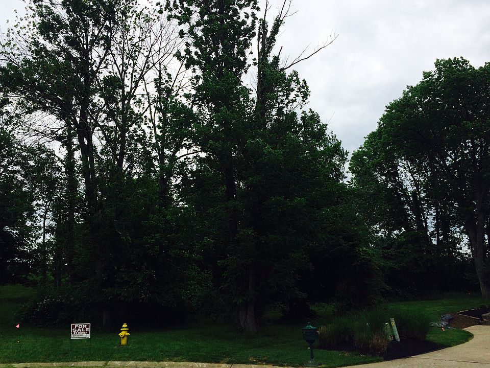 2nd image of Triple Crown Lot #5