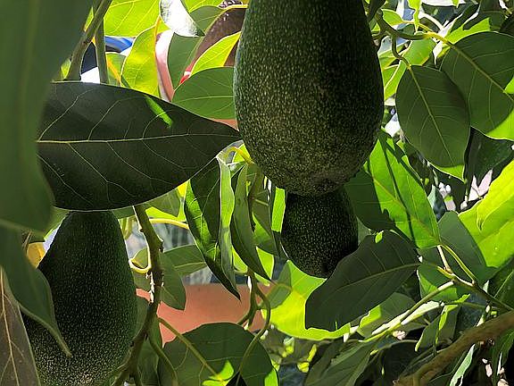 Fuerte Avocado Tree!