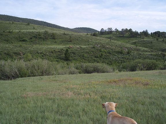 Looking @ property from road
