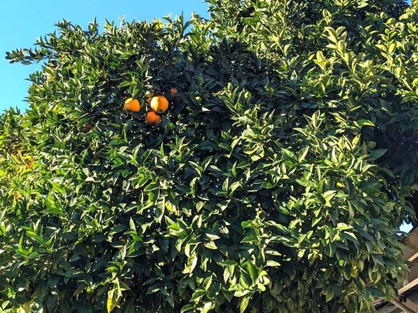 san-jose-california-443000889 picture