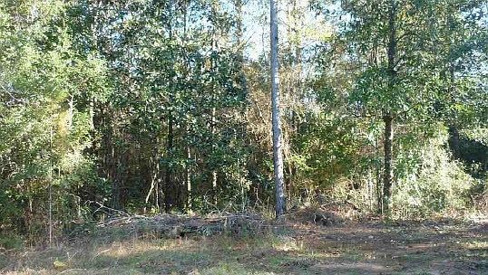 5th image of 9898C Dauphin Island Pkwy