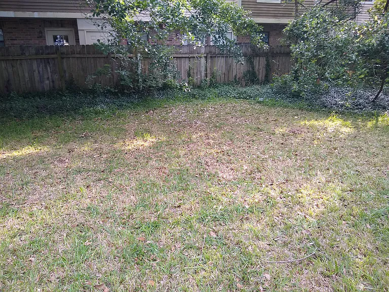 Sunny yard with shady edges - perfect!