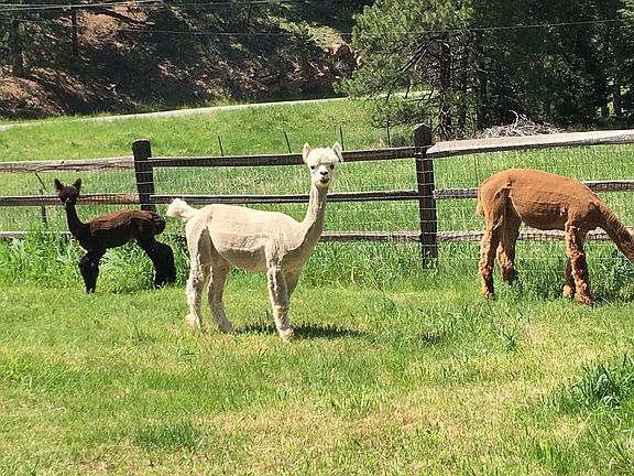 Livestock Opportunities