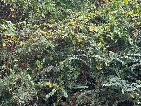 Williams Dr Lot 9-10-12, Livingston, TX 77351